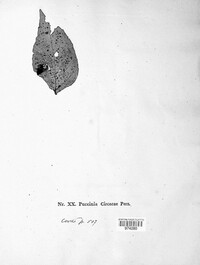 Puccinia circaeae image